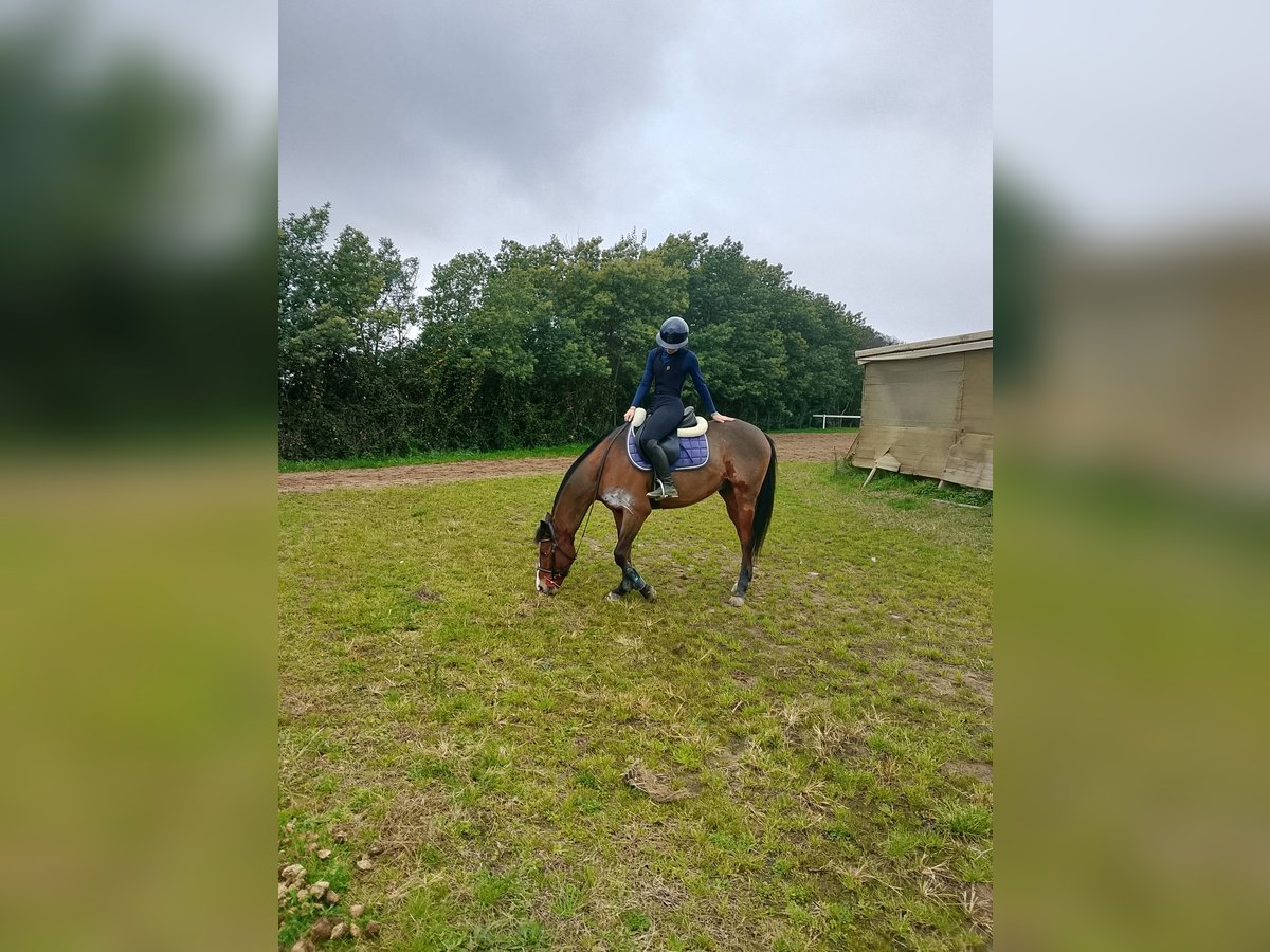 Anglo-Arab Gelding 8 years 16,1 hh Bay-Dark in Borgo san Michele