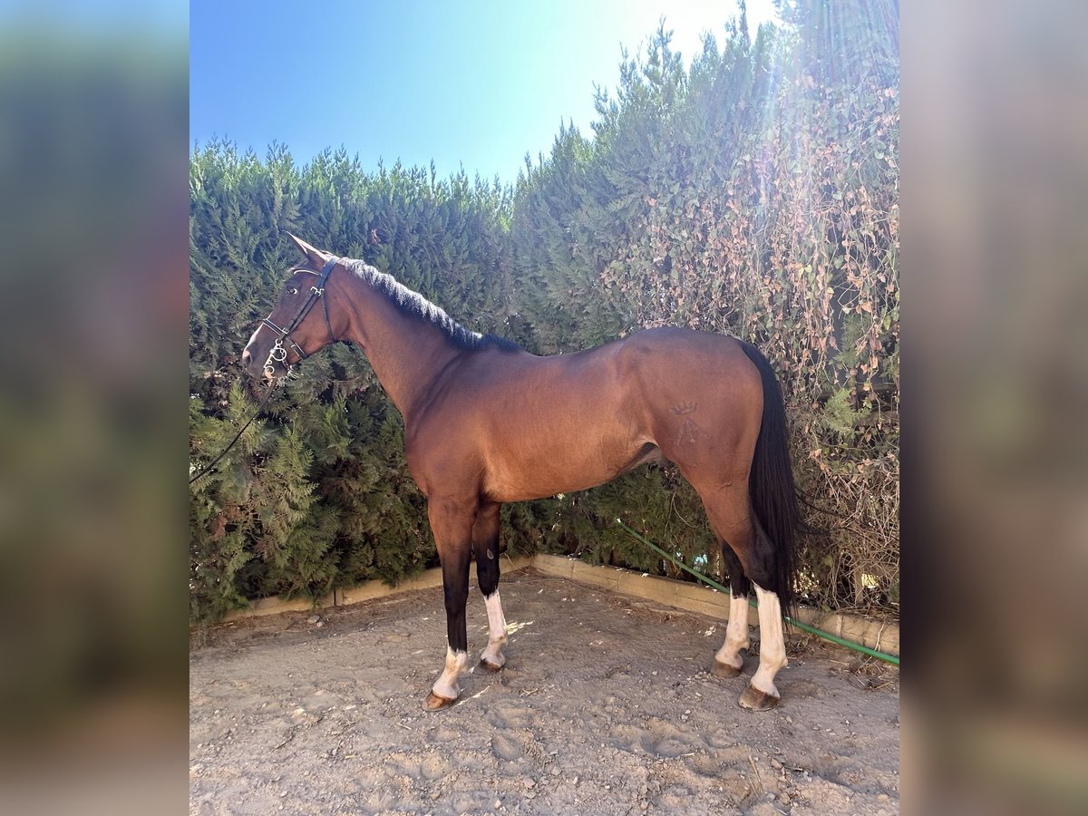 Anglo-Arab Gelding 8 years 16,2 hh Brown in Sevilla