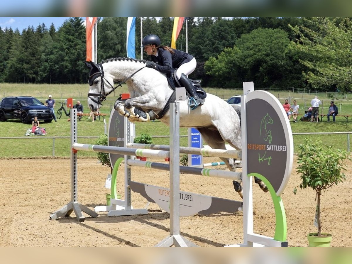 Anglo-Arab Gelding 8 years 16 hh Gray in Langerringen
