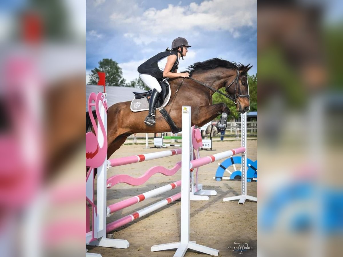 Anglo-Arab Gelding 9 years 16,2 hh in Lyon