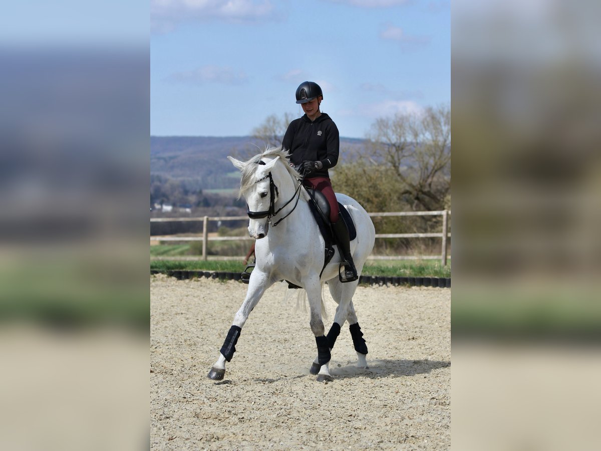 Anglo-Arab Mix Gelding 9 years 16 hh Gray in Elbtal
