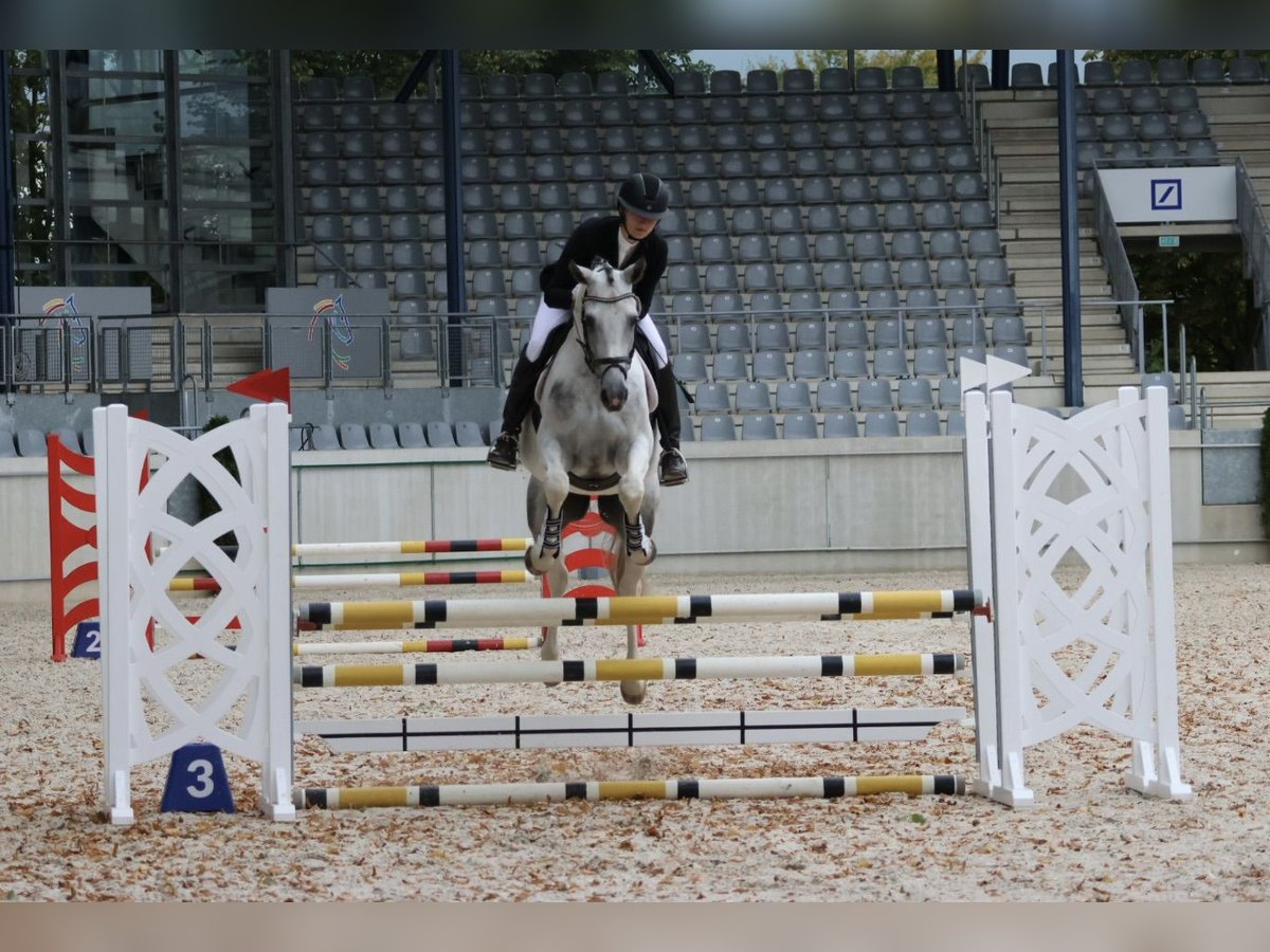 Anglo-arab Hingst Pinto in Bad Oldesloe