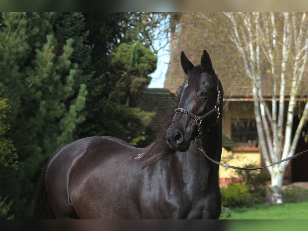 Anglo-Arab Mare 10 years 16 hh Black in Santok
