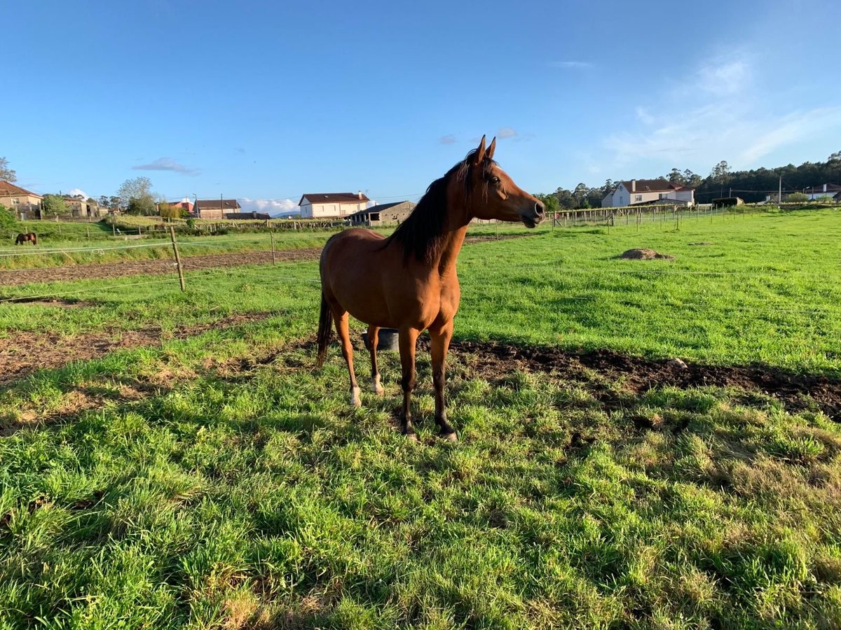 Anglo-Arab Mare 12 years 15,1 hh Brown in San Clemente De Cesar (San Clemente)