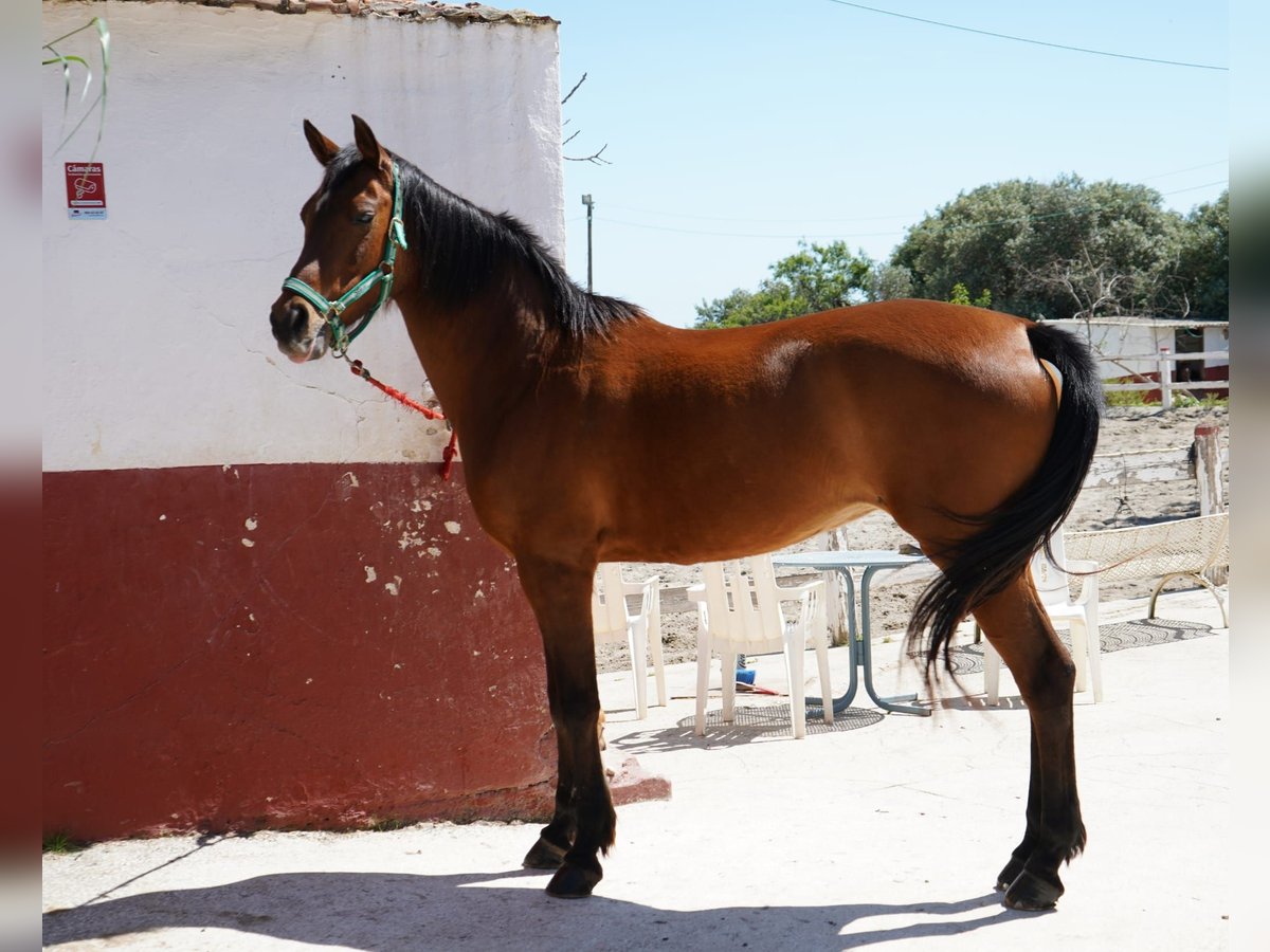 Anglo-Arab Mare 12 years 15,2 hh Brown in Malaga
