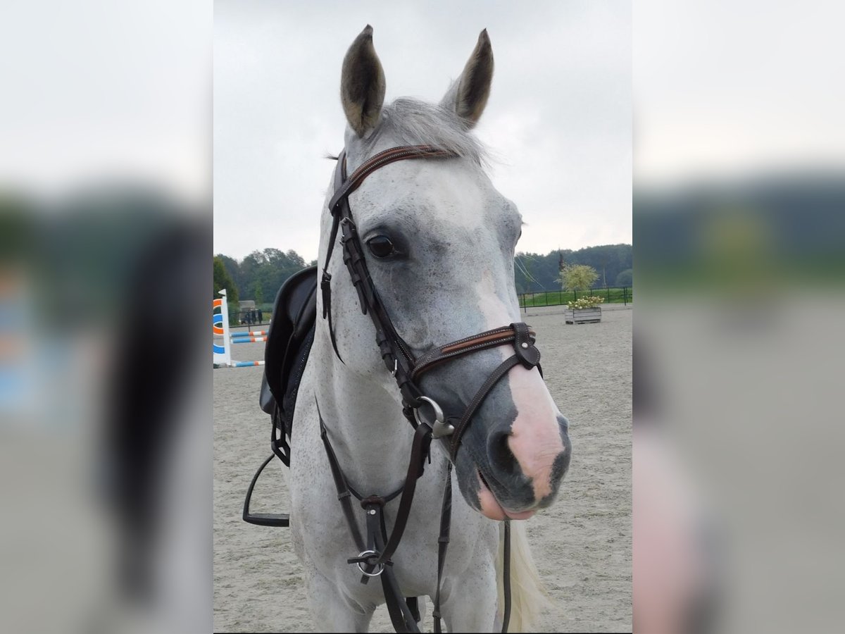 Anglo-Arab Mare 13 years 15,1 hh Gray-Fleabitten in Merselo