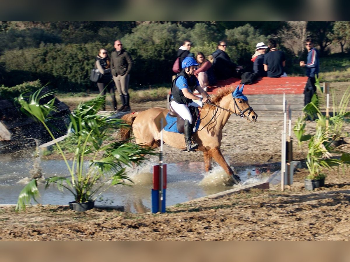 Anglo-Arab Mare 13 years 15,3 hh Chestnut-Red in Sevilla