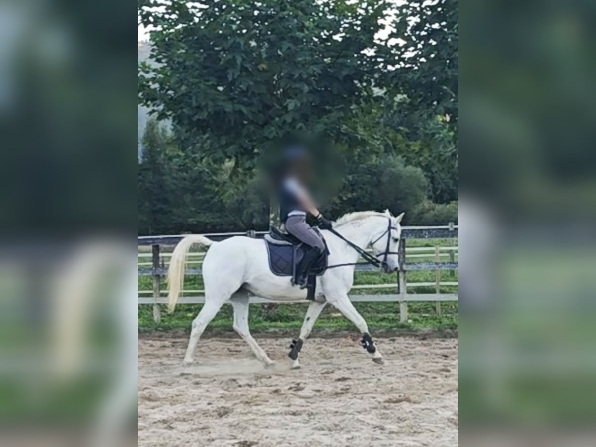 Anglo-Arab Mare 13 years 15,1 hh Grey in Okondo Anglo-Arab Mare 13 years 15,1 hh Grey in Okondo