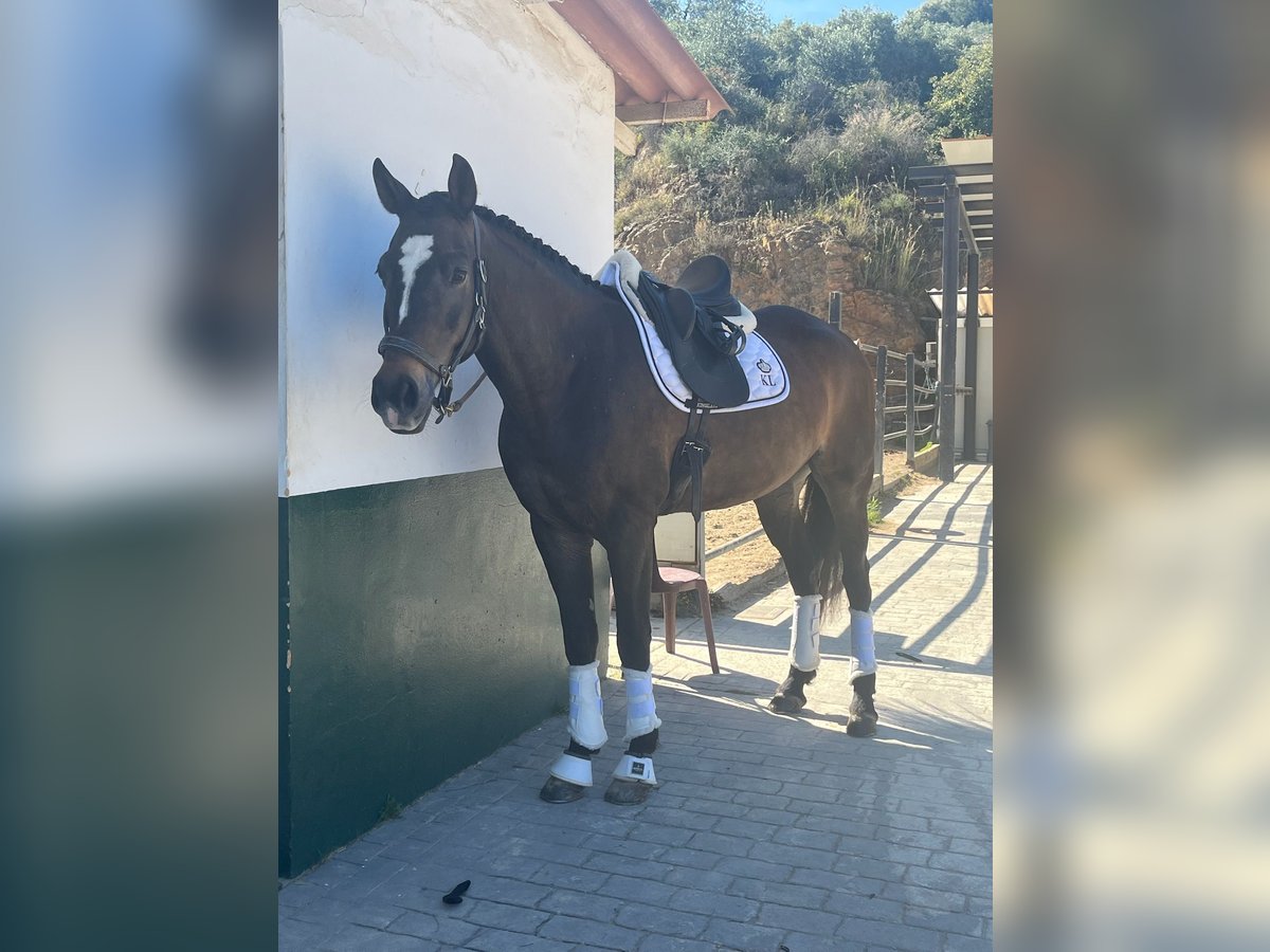 Anglo-Arab Mix Mare 13 years 16 hh Bay-Dark in Marbella