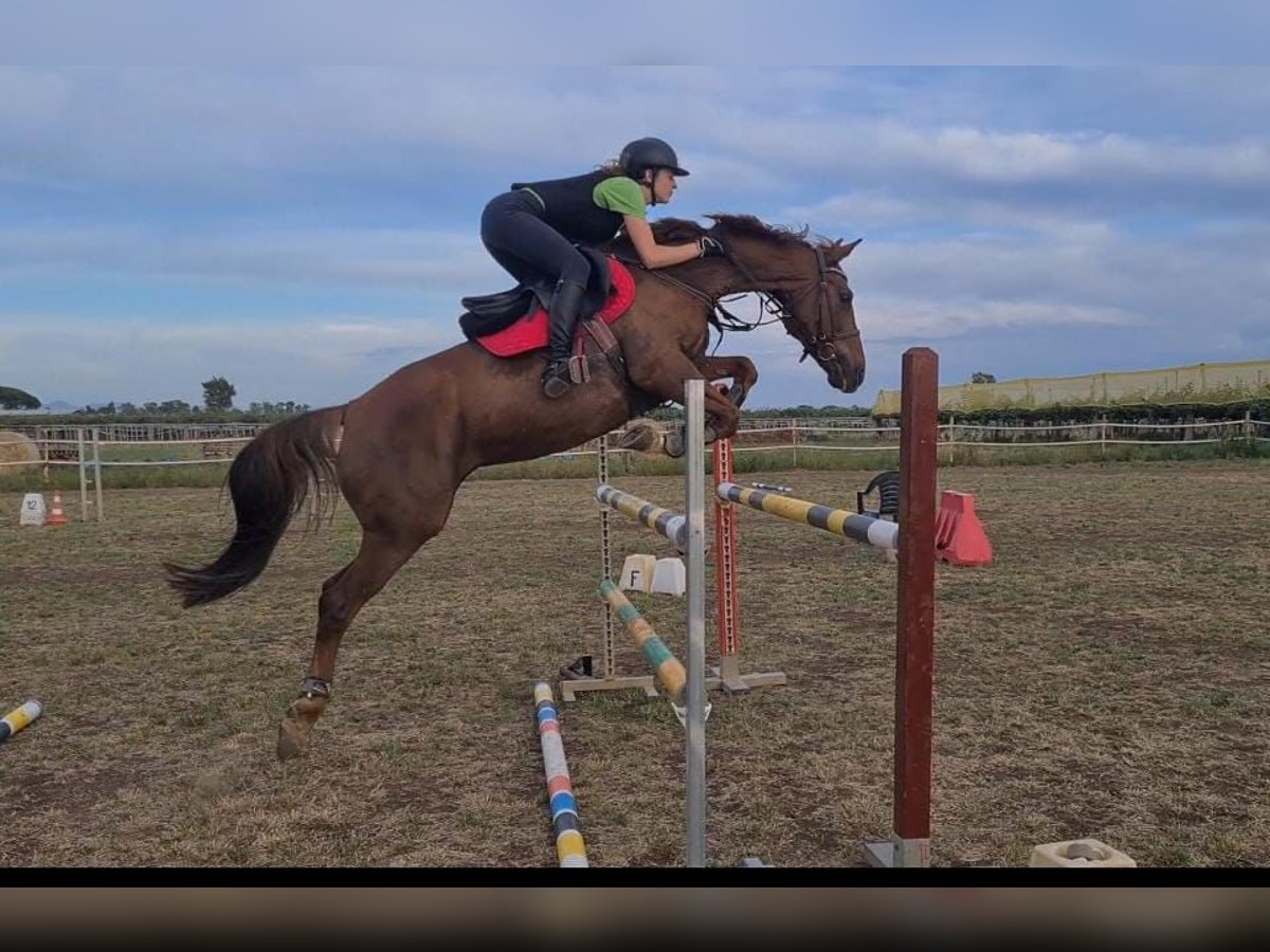 Anglo-Arab Mare 14 years 15,1 hh Sorrel in Velletri