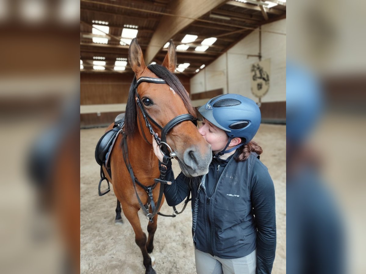 Anglo-Arab Mare 15 years 14,2 hh Brown in BeckingenBeckingen