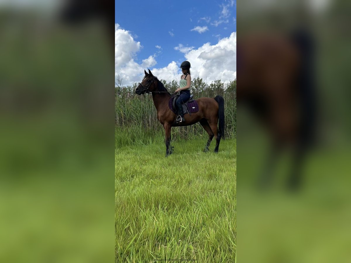 Anglo-Arab Mare 15 years 15 hh Brown in Aartselaar