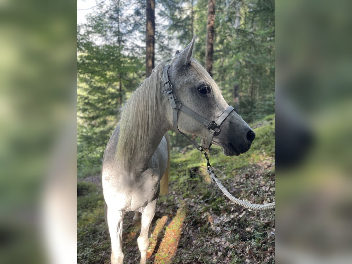 Anglo-Arab Mare 17 years Gray-Fleabitten in Vanga