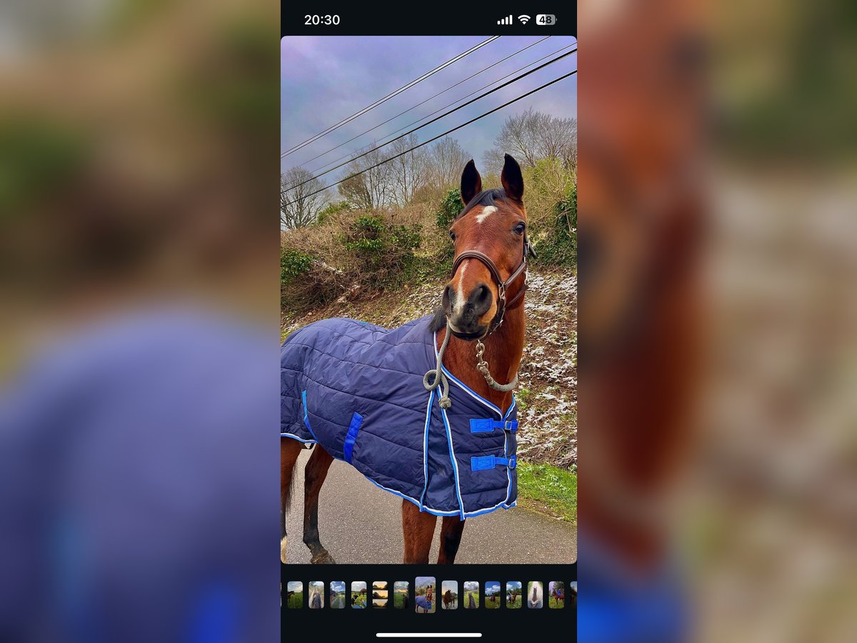 Anglo-Arab Mare 18 years 15,2 hh Brown in lisieux