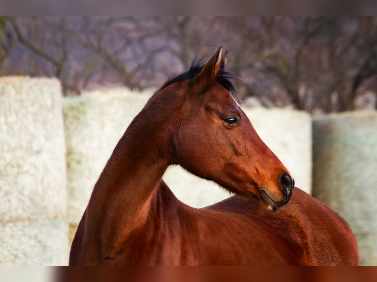 Anglo-Arab Mare 19 years 15,2 hh Brown in Aytos