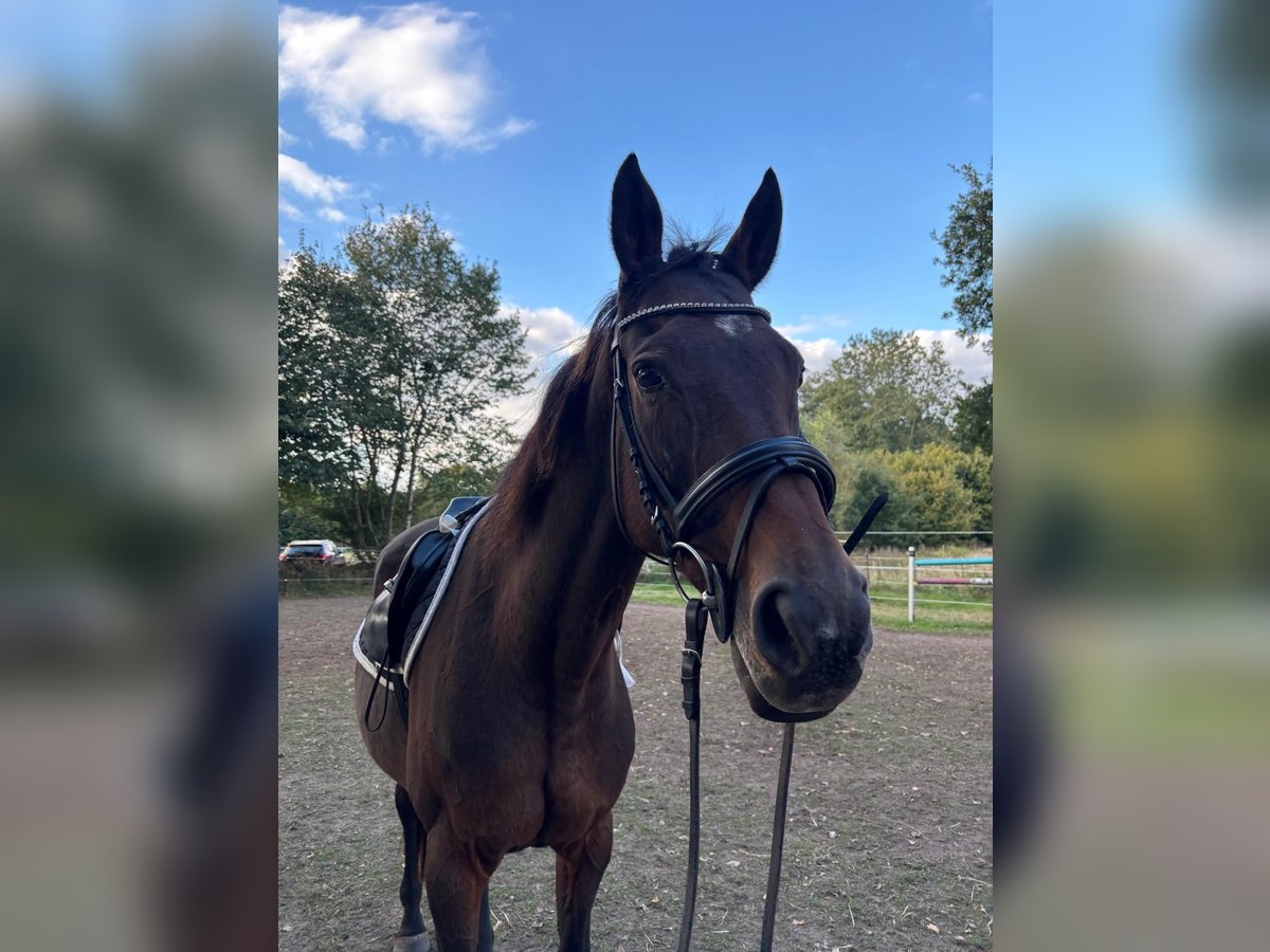 Anglo-Arab Mare 20 years 15,2 hh Brown in Gro&#xDF; Kummerfeld
