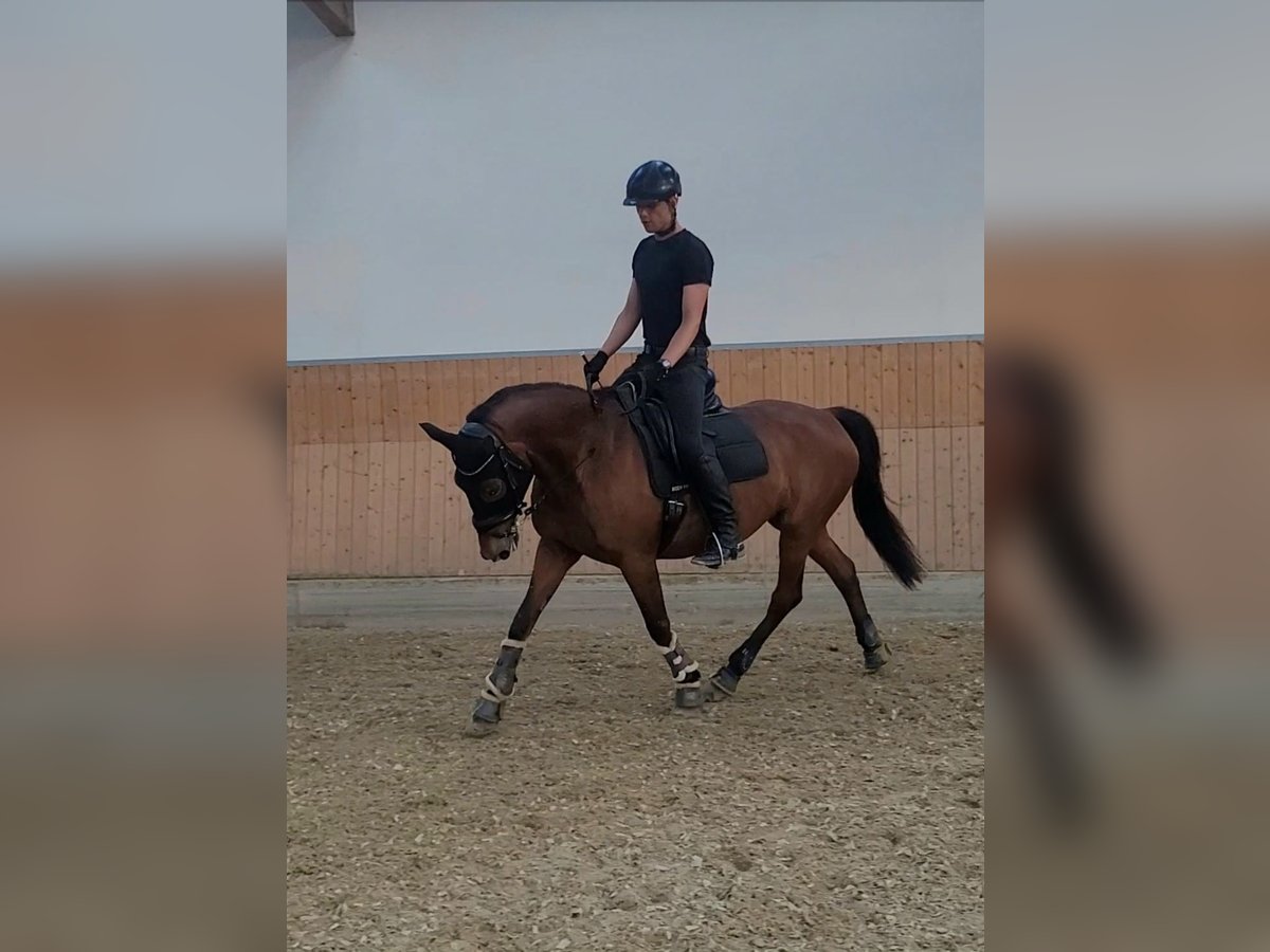 Anglo-Arab Mare 23 years 15,2 hh Brown in Leichlingen