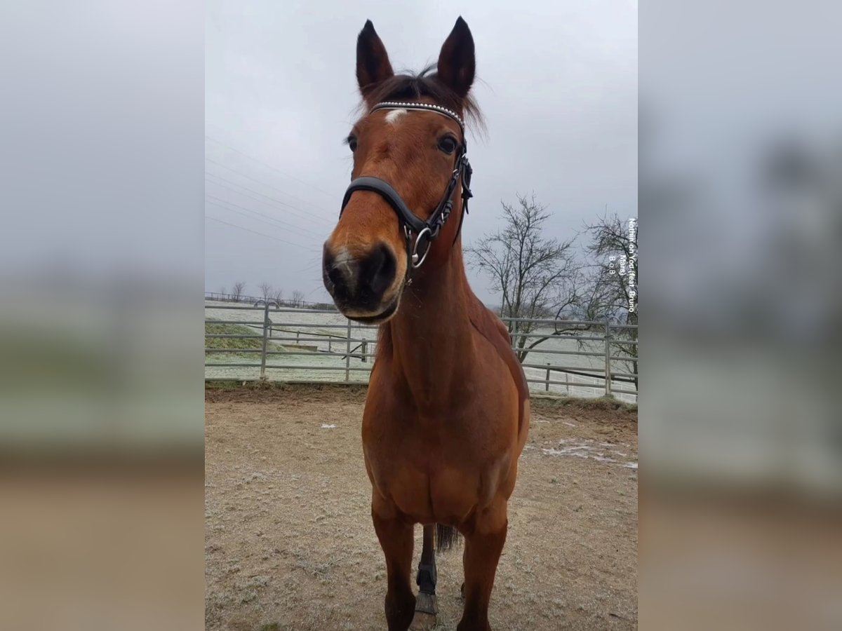 Anglo-Arab Mare 23 years 15,2 hh Brown in Leichlingen