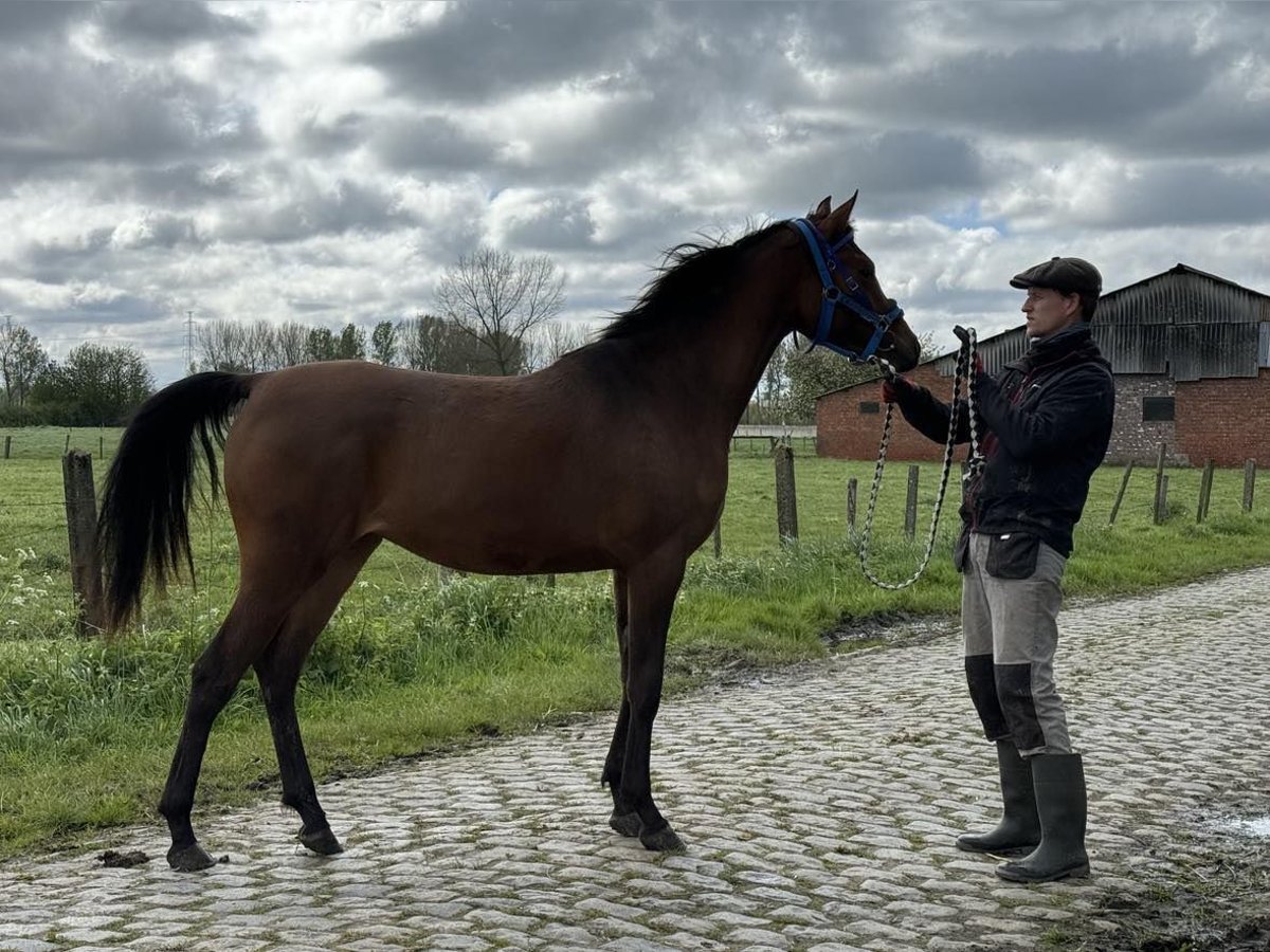 Anglo-Arab Mare 2 years 15,2 hh Brown in Beveren