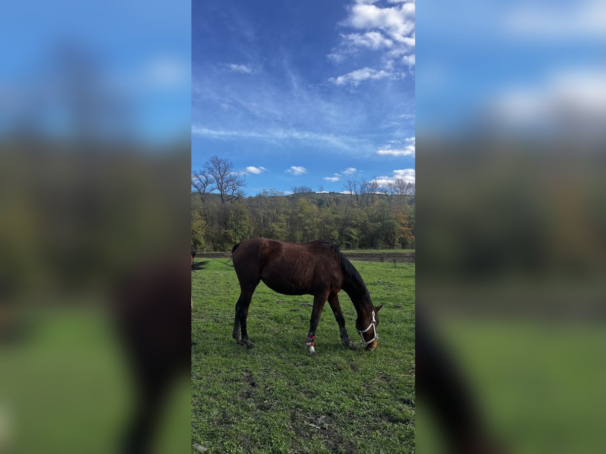 Anglo-Arab Mare 3 years 15,1 hh Brown in Gap