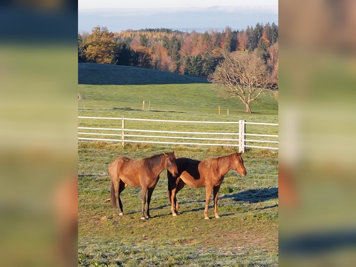 Anglo-Arab Mare 3 years 15,1 hh Chestnut-Red in St. Antoni