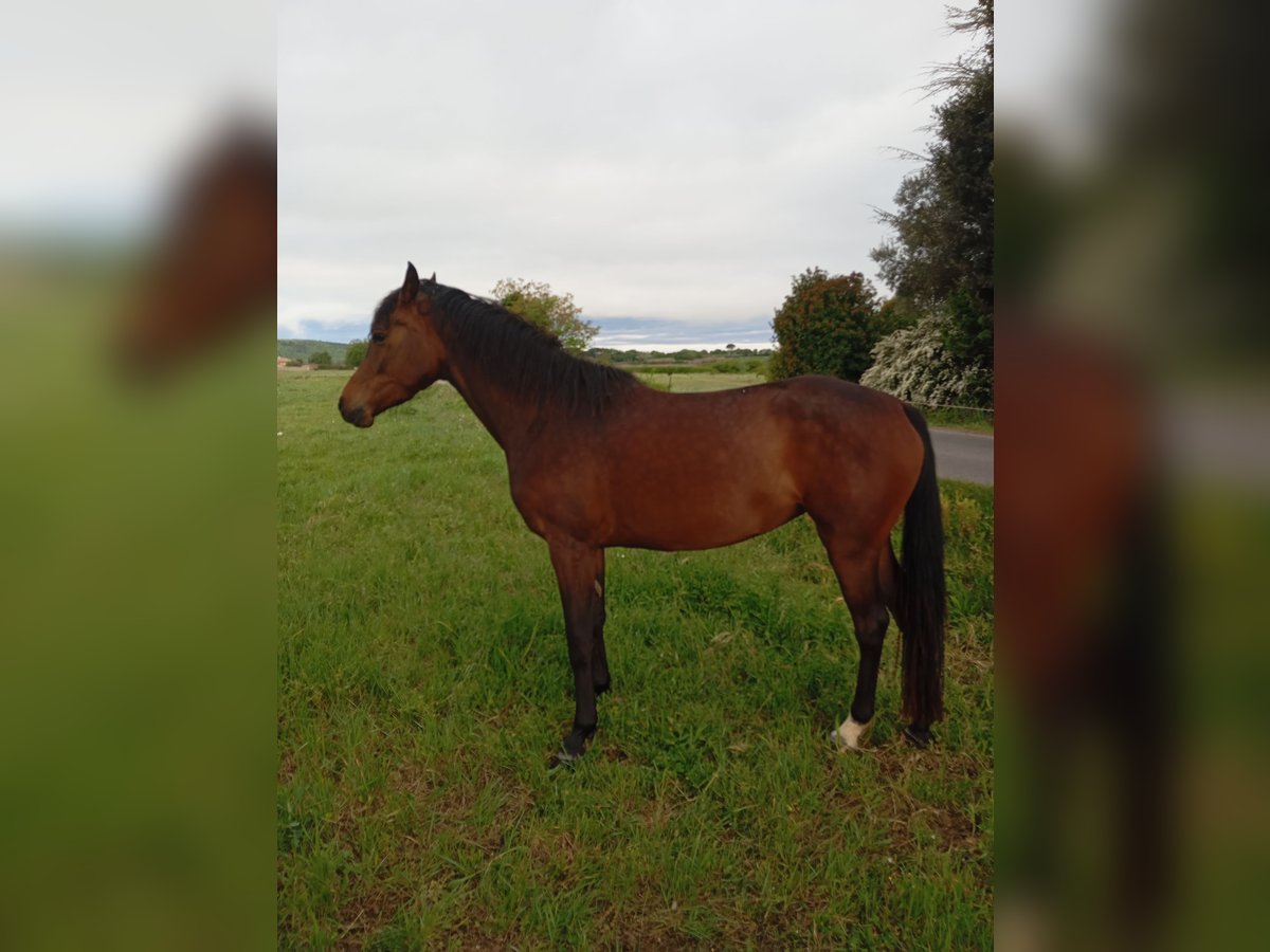 Anglo-Arab Mare 4 years 15,2 hh Smoky-Black in CONNAUX