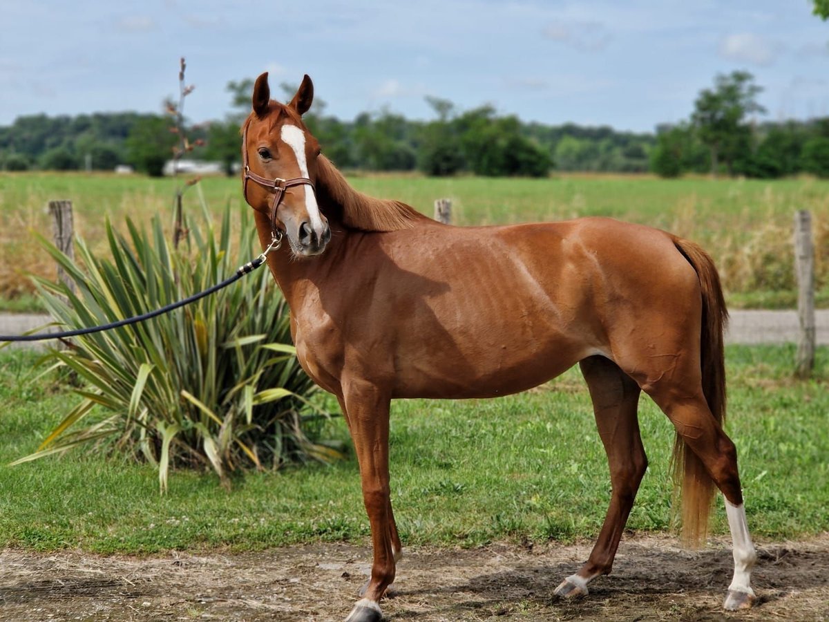 Anglo-Arab Mare 4 years Chestnut-Red in N&#xE9;rac