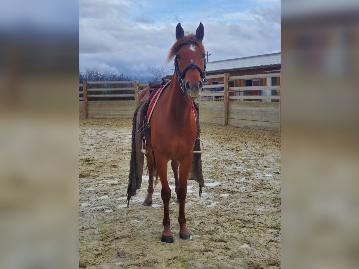 Anglo-Arab Mare 5 years 14,2 hh Chestnut-Red in Bailly