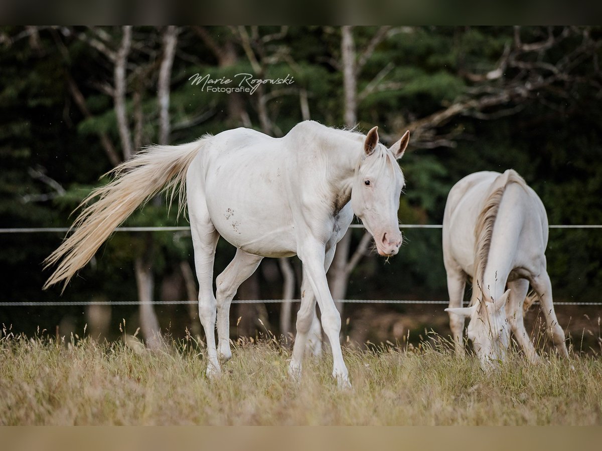 Anglo-Arab Mare 5 years 14,3 hh White in Beaumont-Pied-de-Buf