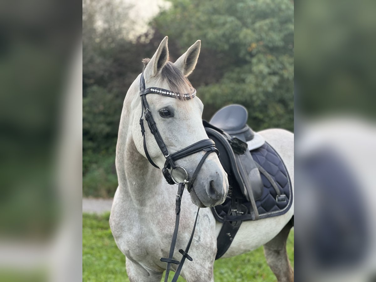 Anglo-Arab Mare 6 years 15,1 hh Gray in Schwäbisch Gmünd