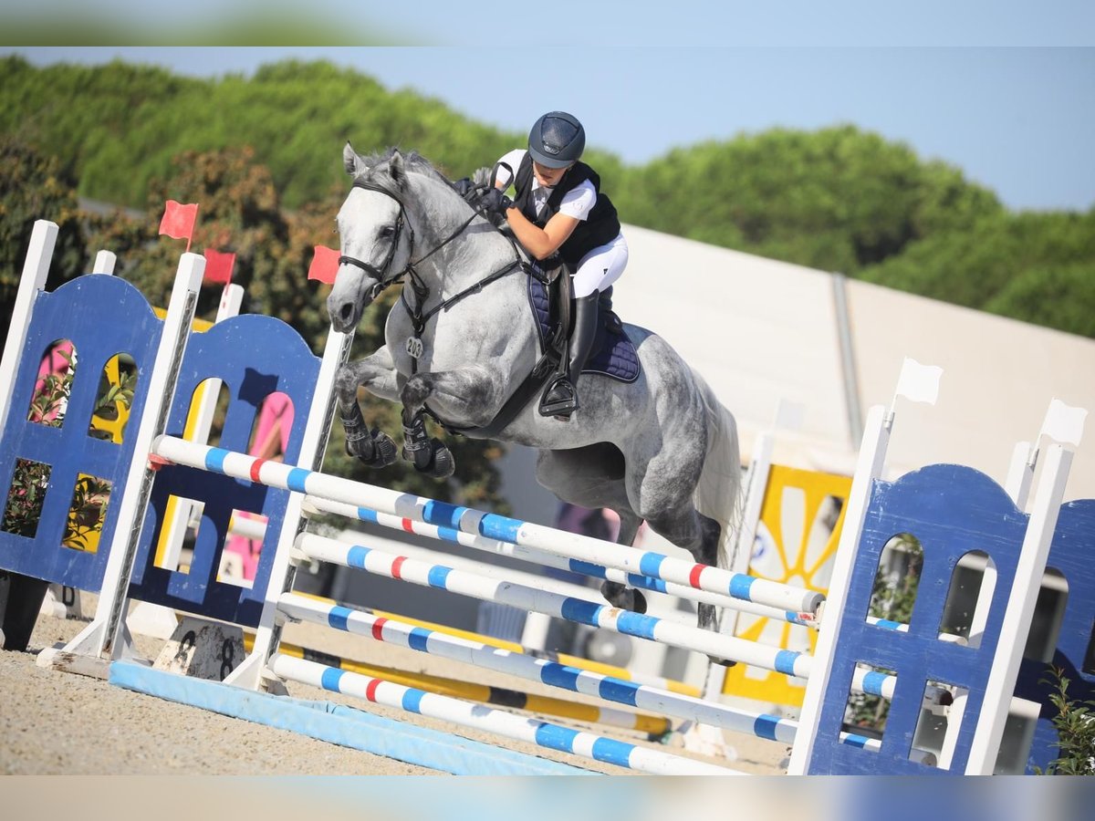 Anglo-Arab Mare 6 years 16 hh Gray in Centro Ippico Casabassa