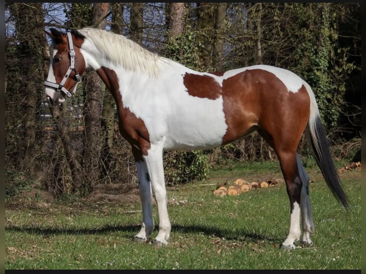 Anglo-Arab Mare 6 years 16 hh Overo-all-colors in Überherrn