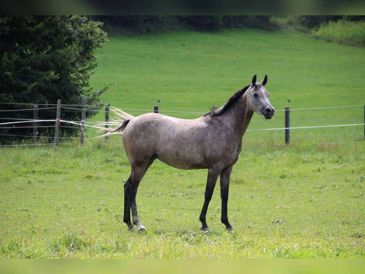 Anglo-Arab Mare 7 years 14,2 hh Gray in Weißenburg in Bayern