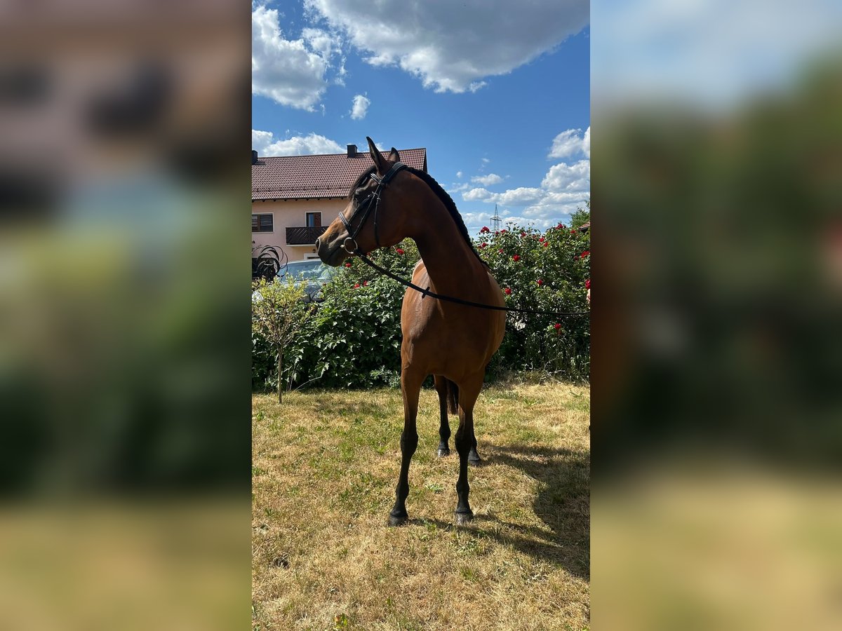 Anglo-Arab Mare 7 years 15,1 hh Brown in Ursensollen