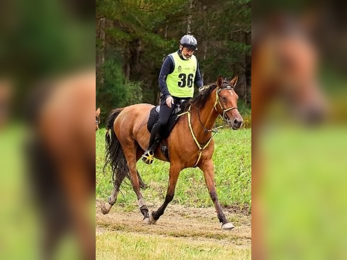 Anglo-Arab Mare 7 years 16 hh Brown in Cambados (Santa Mariña)