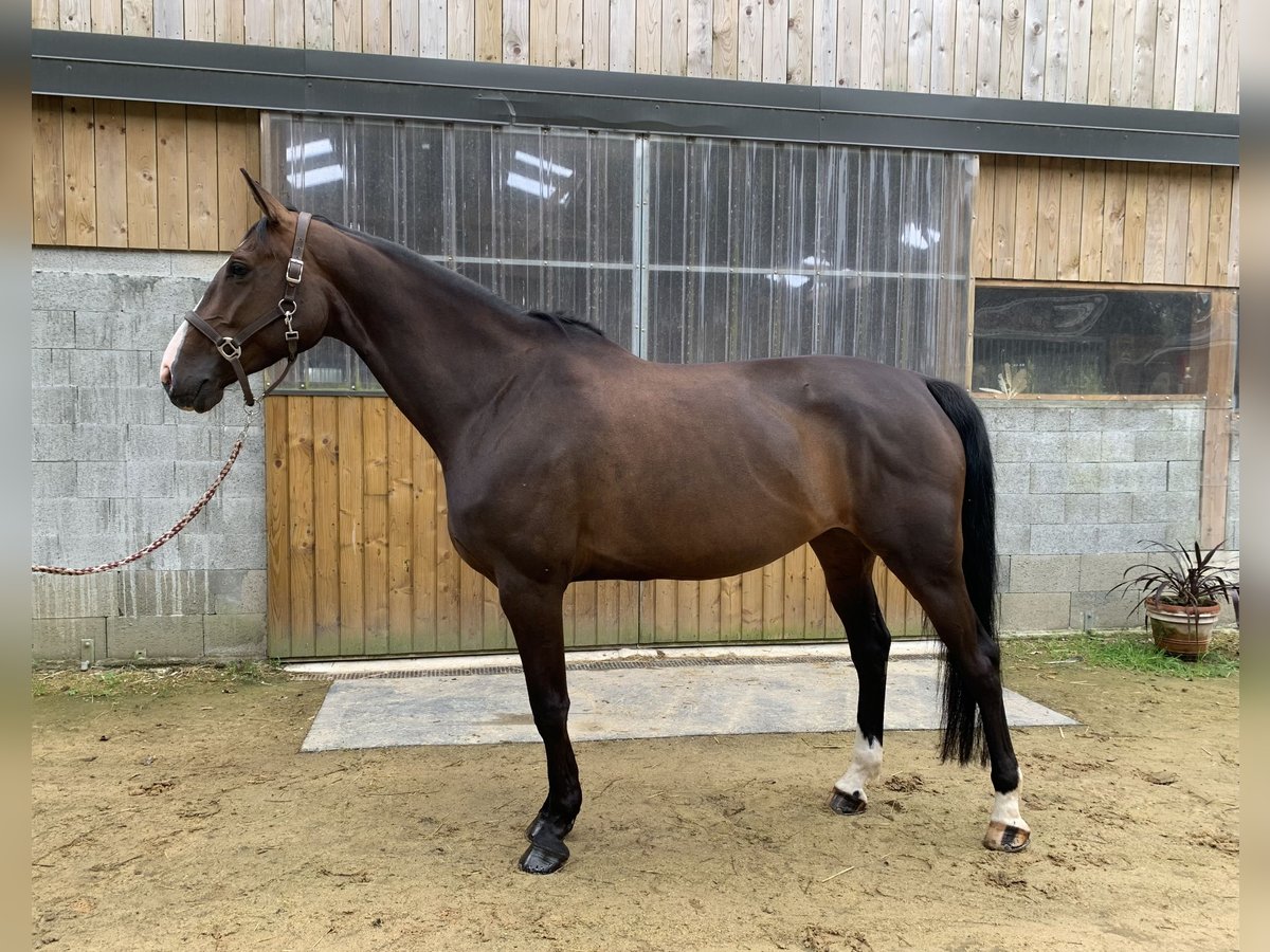 Anglo-Arab Mare 7 years Bay-Dark in Concarneau