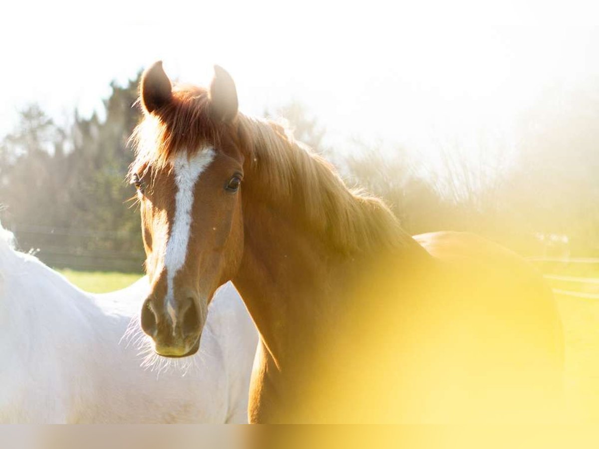 Anglo-Arab Mare 8 years 15,1 hh Chestnut-Red in Bergenhusen Anglo-Arab Mare 8 years 15,1 hh Chestnut-Red in Bergenhusen