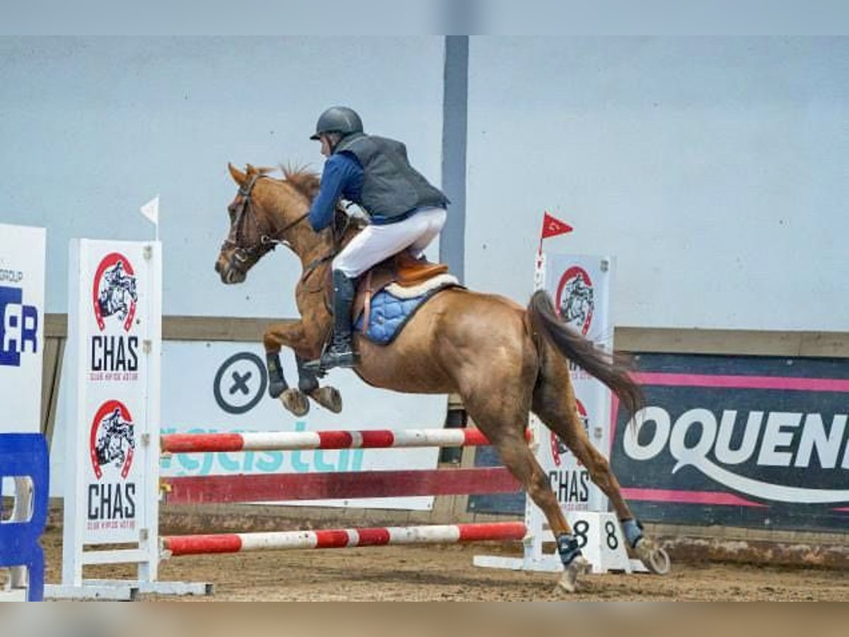 Anglo-Arab Mare 8 years 15,3 hh Chestnut-Red in Piedras Blancas