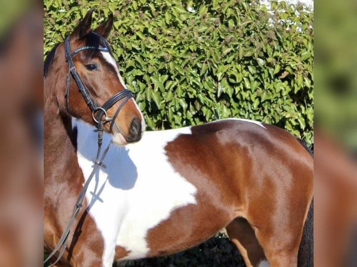 Anglo-Arab Mix Mare 8 years 16 hh Pinto in Wallbach