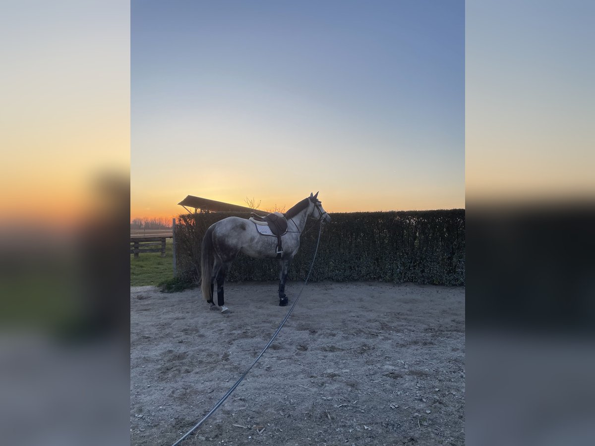 Anglo-Arab Mix Mare 8 years 16,2 hh in Trieste