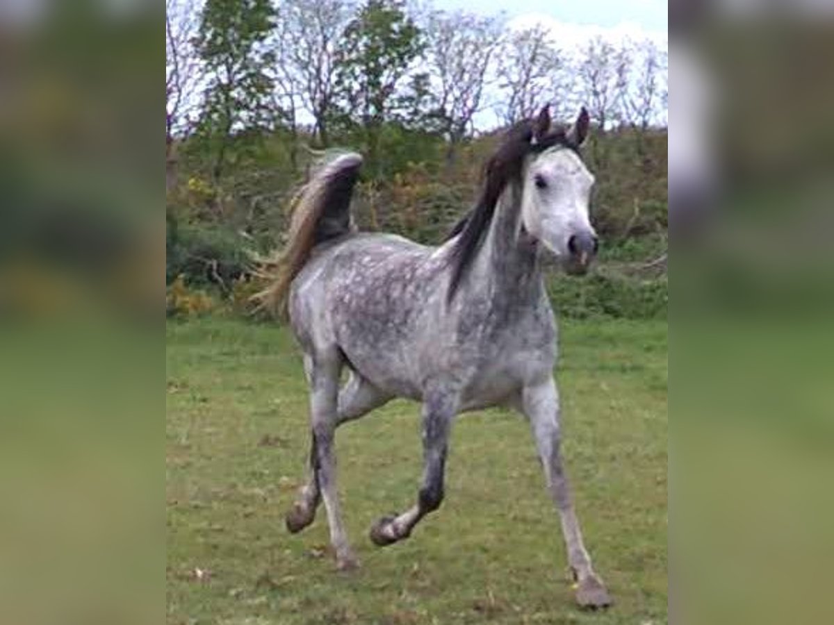 Anglo-Arab Mare 9 years 15,1 hh White in richemont