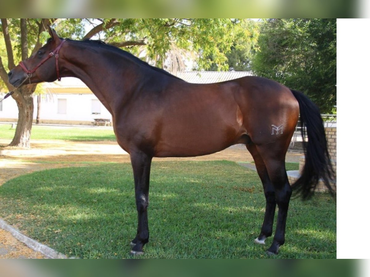 Anglo-Arab Stallion 15 years 16,1 hh Brown in TARIFA