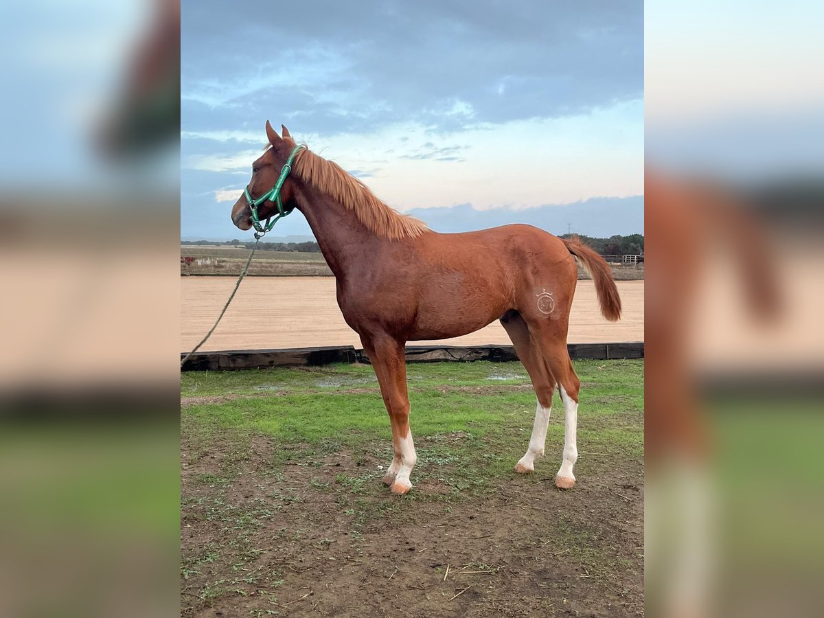 Anglo-Arab Stallion 1 year 15,1 hh Chestnut-Red in Aznalcollar