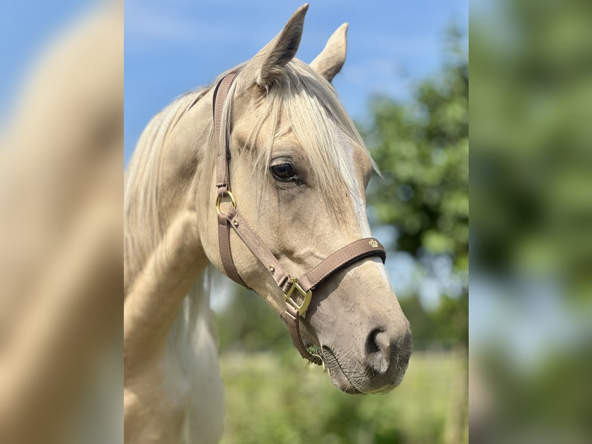 Anglo-Arab Stallion 1 year 16 hh in Stropieszyn
