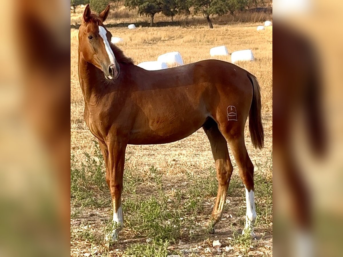 Anglo-Arab Stallion 1 year Chestnut-Red in Bienvenida Anglo-Arab Stallion 1 year Chestnut-Red in Bienvenida