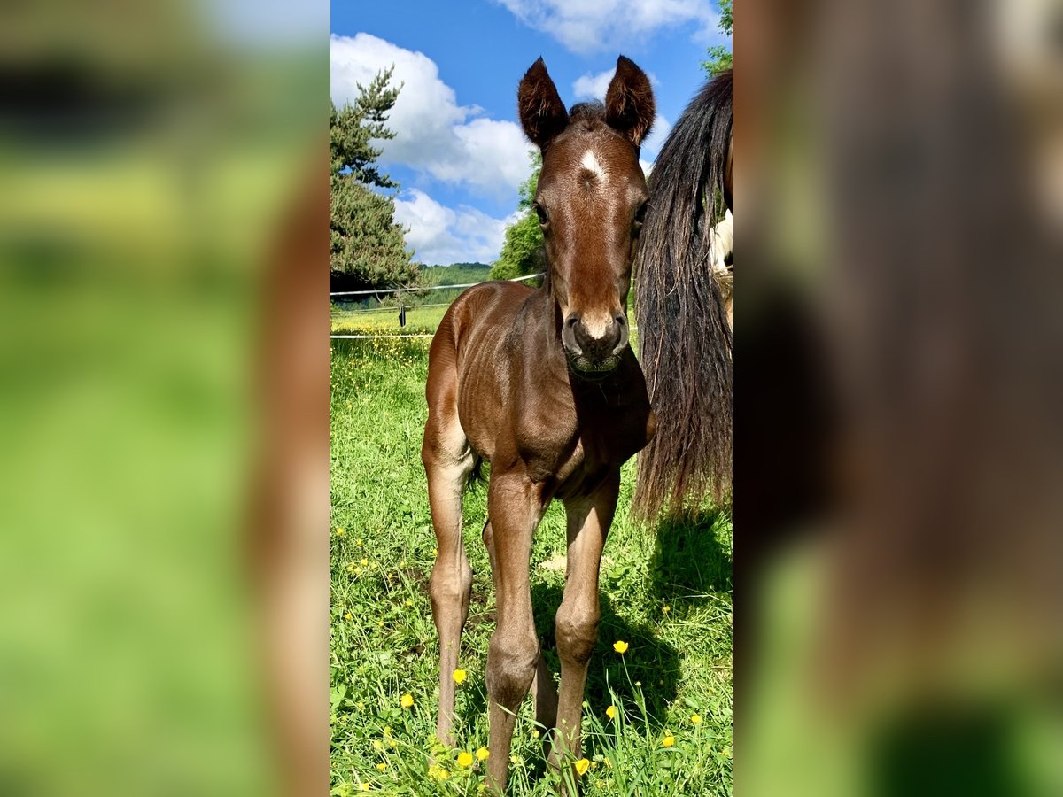 Anglo-Arab Stallion 1 year in Aydat