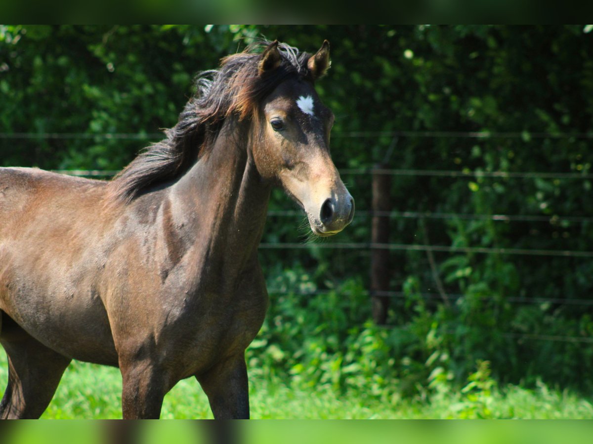 Anglo-Arab Stallion 1 year Gray in Wapse