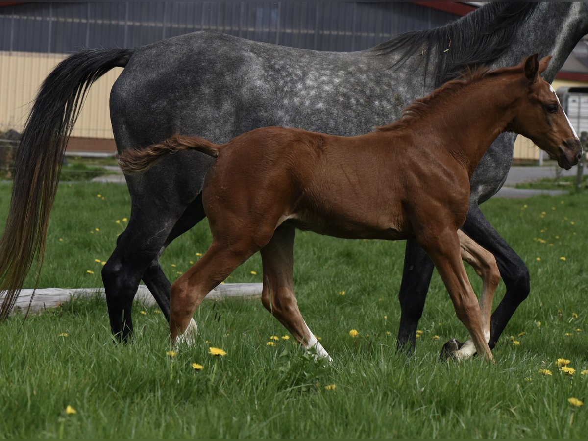 Anglo-Arab Stallion 2 years 16,2 hh Chestnut-Red in Kalbach