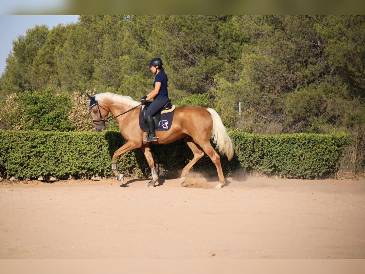 Anglo-Arab Stallion 4 years 16,1 hh Palomino in Valdepeñas