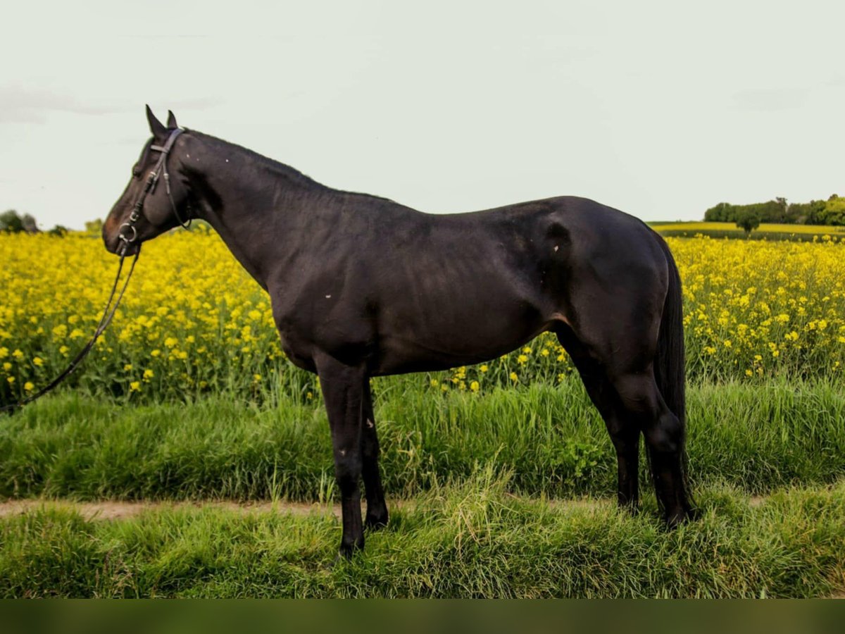 Anglo-Arab Stallion 5 years 15 hh Bay-Dark in Iwaniska